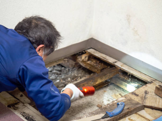 Best Residential Mold Removal  in Coal Valley, IL