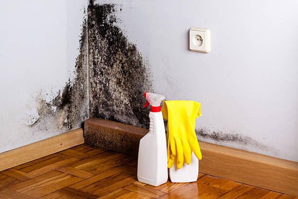Best Fast Mold Removal  in Coal Valley, IL
