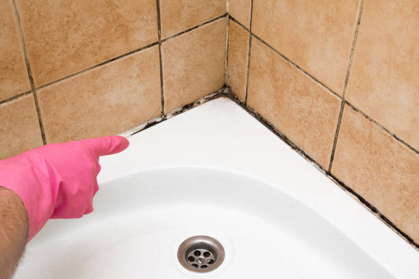 Office Mold Removal Services in Coal Valley, IL